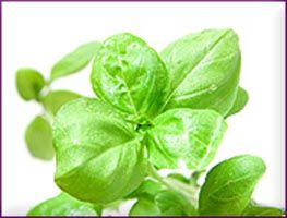 Basil Essential Oil
