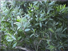 Cajeput Essential Oil