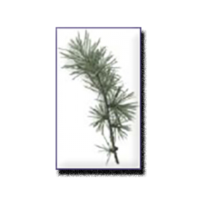 Cedarwood Essential Oil
