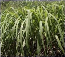 Citronella Essential Oil