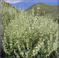 Clay Sage Essential Oil