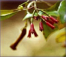 Clovebud Essential Oil