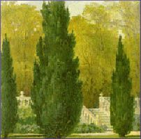 Cypress Essential Oil
