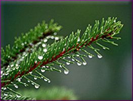 Fir Needle Essential Oil
