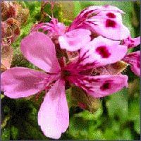 Rose Geranium Essential Oil
