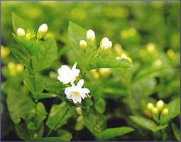 Jasmine Essential Oil