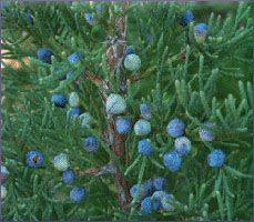 Juniper Berry Essential Oil