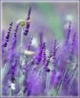 Lavandin Essential Oil