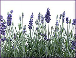 Lavender Essential Oil