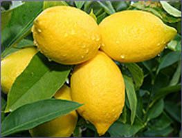 Lemon Essential Oil