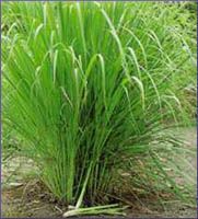 Lemongrass Essential Oil
