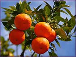 Mandarin Essential Oil