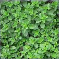 Marjoram Essential Oil