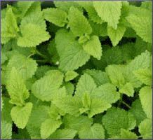 Melissa Essential Oil