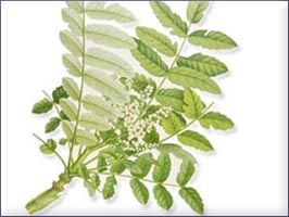 Myrrh Essential Oil