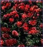 Myrtle Essential Oil