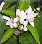 Neroli Essential Oil