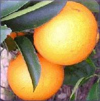 Orange Essential Oil
