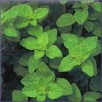 Oregano Essential Oil