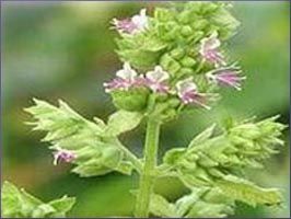 Patchouli Essential Oil