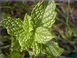 Peppermint Essential Oil