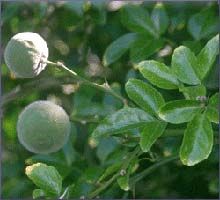 Petitgrain Essential Oil