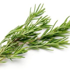 Rosemary Essential Oil