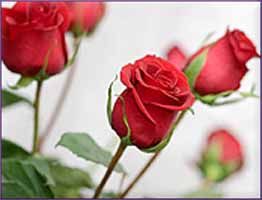 Rose Essential Oil