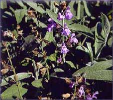 Sage Essential Oil