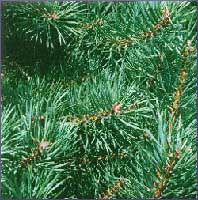 Scotch Pine Essential Oil