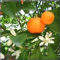 Tangerine Essential Oil