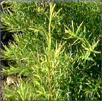 Tea Tree Essential Oil