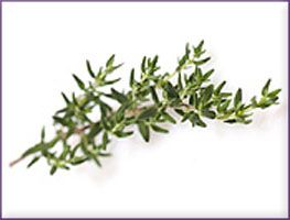 Thyme Essential Oil