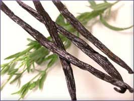 Vanilla Essential Oil