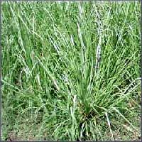 Vetiver Essential Oil