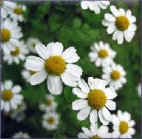 Roman Chamomile Essential Oil