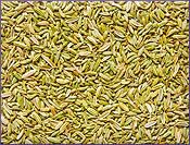 Fennel Essential Oil