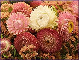 Helichrysum Essential Oil
